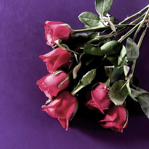 Krameri Songs MP3 Download